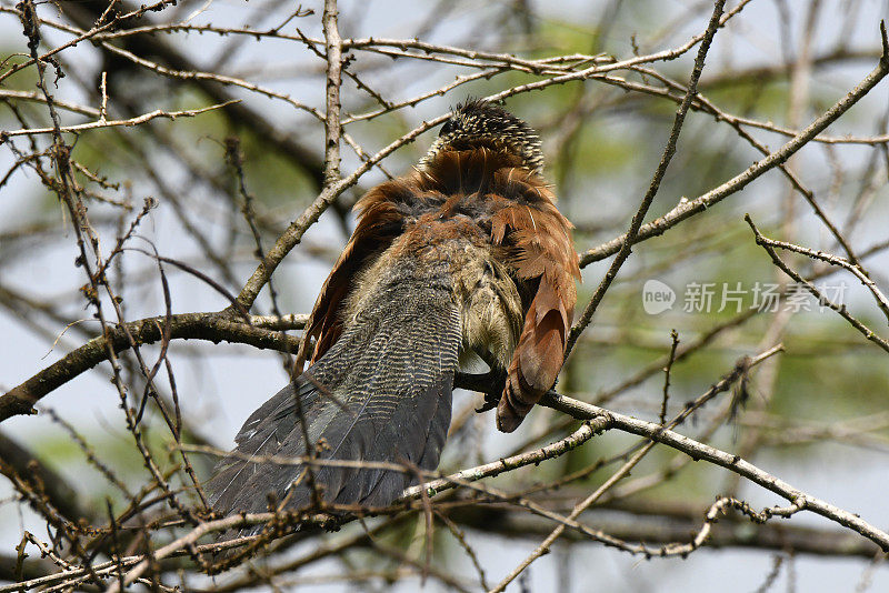 White-browed Coucal